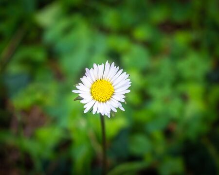 Close-up of a flower on the meadow, springの写真素材