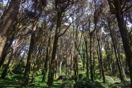 Beautiful brown colored woodland,  Sintra, Portugalの写真素材