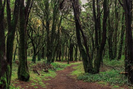 Beautiful green colored woodland,  Sintra, Portugalの写真素材