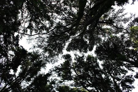 low angle view of the trees in the forest of Sintra, portugalの写真素材