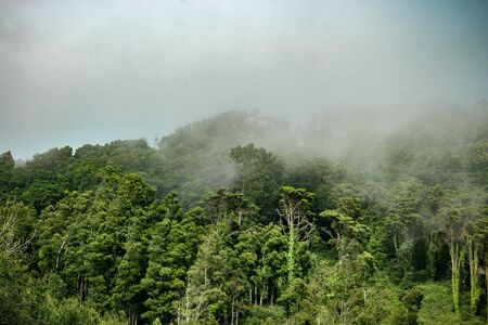 The mystical fog of the Sintra forestの写真素材