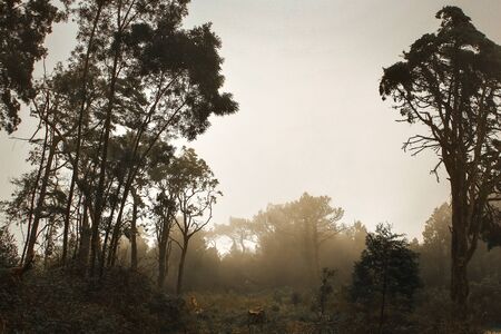 The mystical fog of the Sintra forestの写真素材