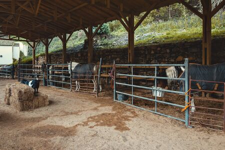 Photo of a beautiful horse in a farm, in Sintra, portugalの写真素材