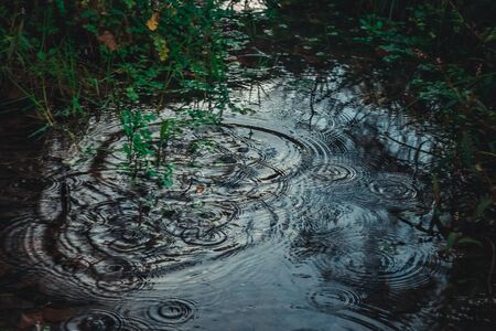 Rain drops rippling in a puddleの写真素材
