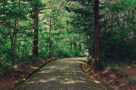 Beautiful green colored woodland,  Sintra, Portugal, Pena parkの写真素材