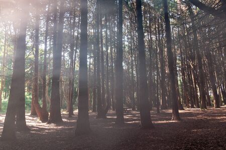 Beautiful green colored woodland,  Sintra, Portugal, Fogの写真素材