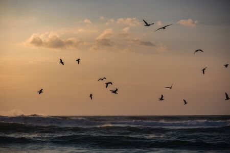 A flock of seagulls flying over the sea, Sintra, Portugalの写真素材