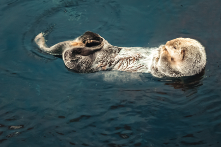 A sea Otter floating on his backの写真素材