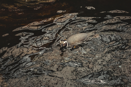 A peguin swimming on a cold waterの写真素材