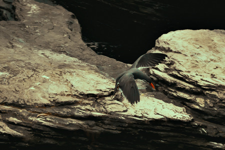 A inca tern  flying over a rocky cliffの写真素材
