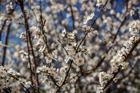 Apple flower blooming in the springの写真素材