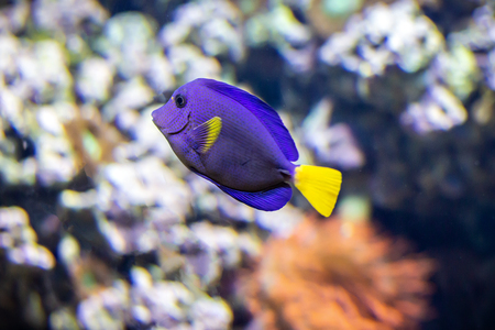 Tropical blue fish, coral, reefの写真素材
