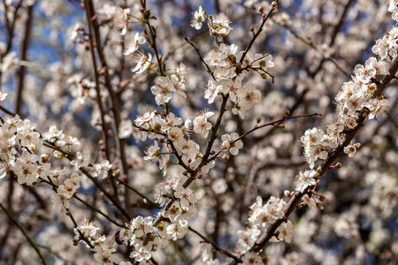 Apple flower blooming in the springの写真素材