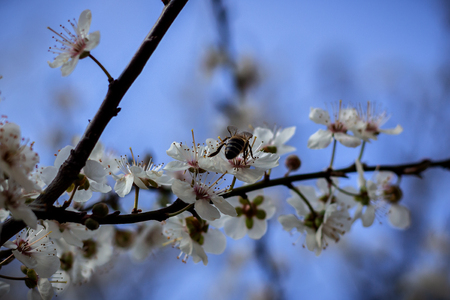 Apple flower blooming in the springの写真素材