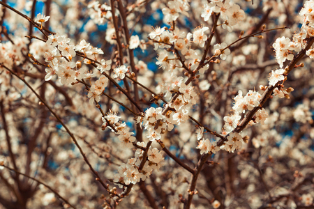 Apple flower blooming in the springの写真素材