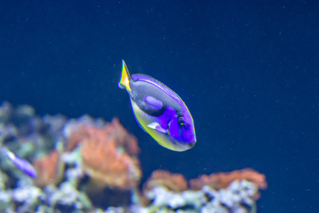 Tropical blue fish, coral, reefの写真素材