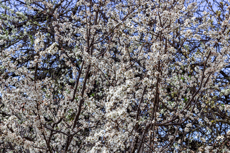 Apple flower blooming in the springの写真素材