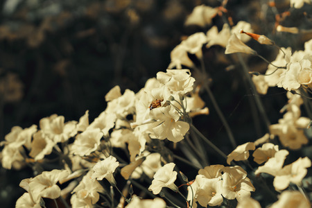 yellow sourgrass meadow, Oxalis pes-capraeの写真素材