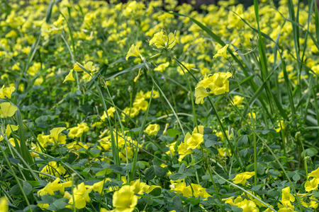 yellow sourgrass meadow, Oxalis pes-capraeの写真素材