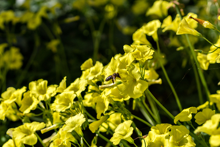 yellow sourgrass meadow, Oxalis pes-capraeの写真素材