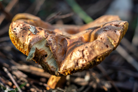 Large mushroom growing in the Sintra forestの写真素材