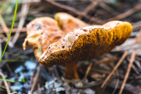 Large mushroom growing in the Sintra forestの写真素材