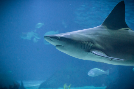 Photo of a shark swimming, nature wildlifeの写真素材