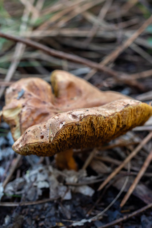 Large mushroom growing in the Sintra forestの写真素材