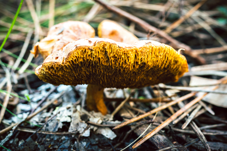 Large mushroom growing in the Sintra forestの写真素材
