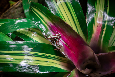 Photo of a poisonous frog, wildlife, natureの写真素材