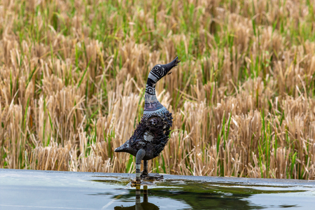 Rice terrace, in Bali, Indonesiaの写真素材