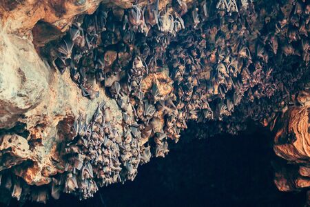 Bats in a cave, in Bali, Indonesiaの写真素材