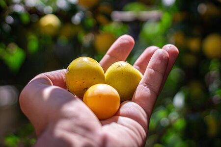 A man picking fruit from the tree, orchard, healthy foodの写真素材