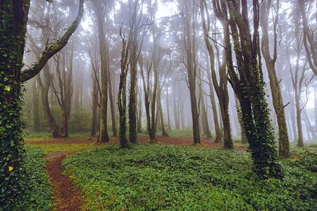 The mystical fog of the Sintra forest, Portugalの写真素材