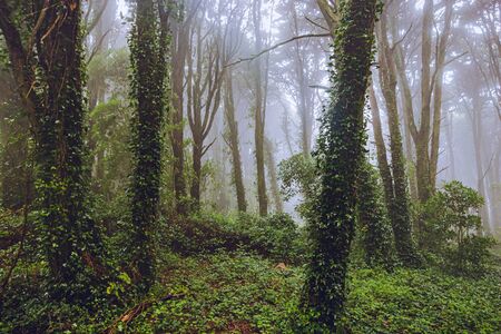 The mystical fog of the Sintra forest, Portugalの写真素材