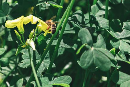 Close-up of a bee on a flower, nature, springの写真素材