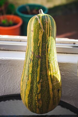 a zucchini brazilian girl, vegetarian foodの写真素材
