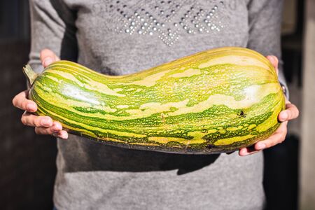 a zucchini brazilian girl, vegetarian foodの写真素材