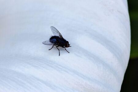 A fly on top of a white flowerの写真素材