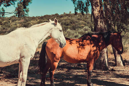Beautiful portrait of a horse, portugal, sintraの写真素材