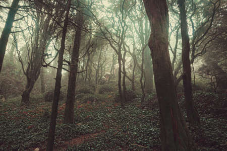 The mystical fog of the Sintra forestの写真素材