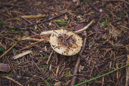 Small mushroom growing in the Sintra forestの写真素材