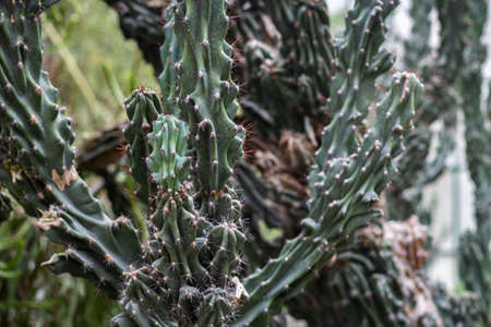Detailed view of a cactus, Portugalの写真素材