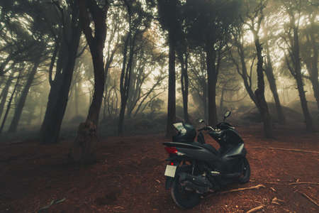 The mystical fog of the Sintra forest, Portugalの写真素材