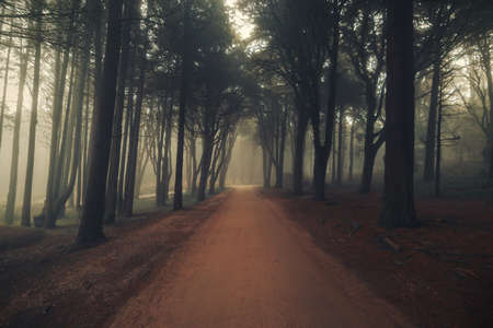 The mystical fog of the Sintra forest, Portugalの写真素材