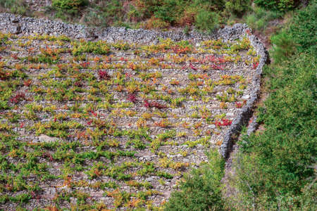 Mencia grape vineyards in Sober, Ribeira Sacra, Galiciaの写真素材