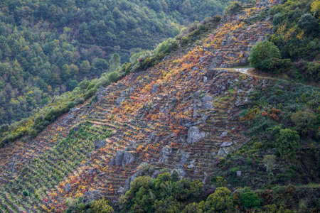 Rocky slopes dedicated to the cultivation of the grapevine, in the wine area of the Ribeira Sacra, Sober, Lugo, Galiciaの写真素材
