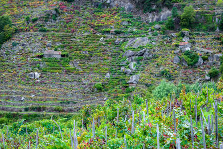 Terraced vineyards and small winery on the steep slopes of Minho, Ribeira Sacra, Chantada, Lugo, Galiciaの写真素材