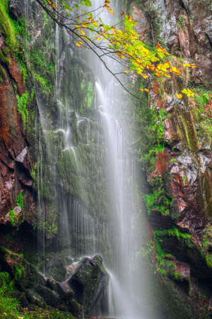 The branch of a maple in front of the Augacaida waterfall in the Ribeira sacra of Galicia