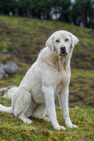 White mastiff, sheepdog that protects the herds of wolf attacks in the mountains of Xistral, lugo,...